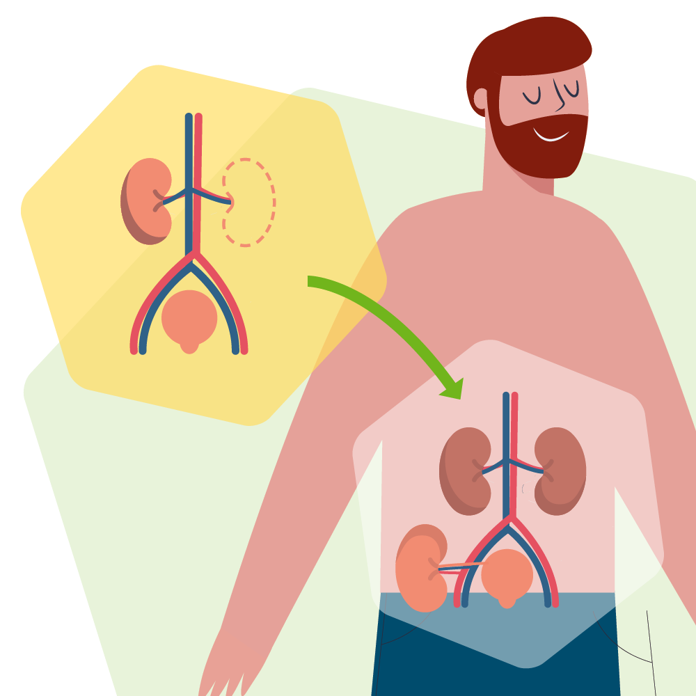 Transplant-Wissen > Infos fuer Spender > Organspender werden