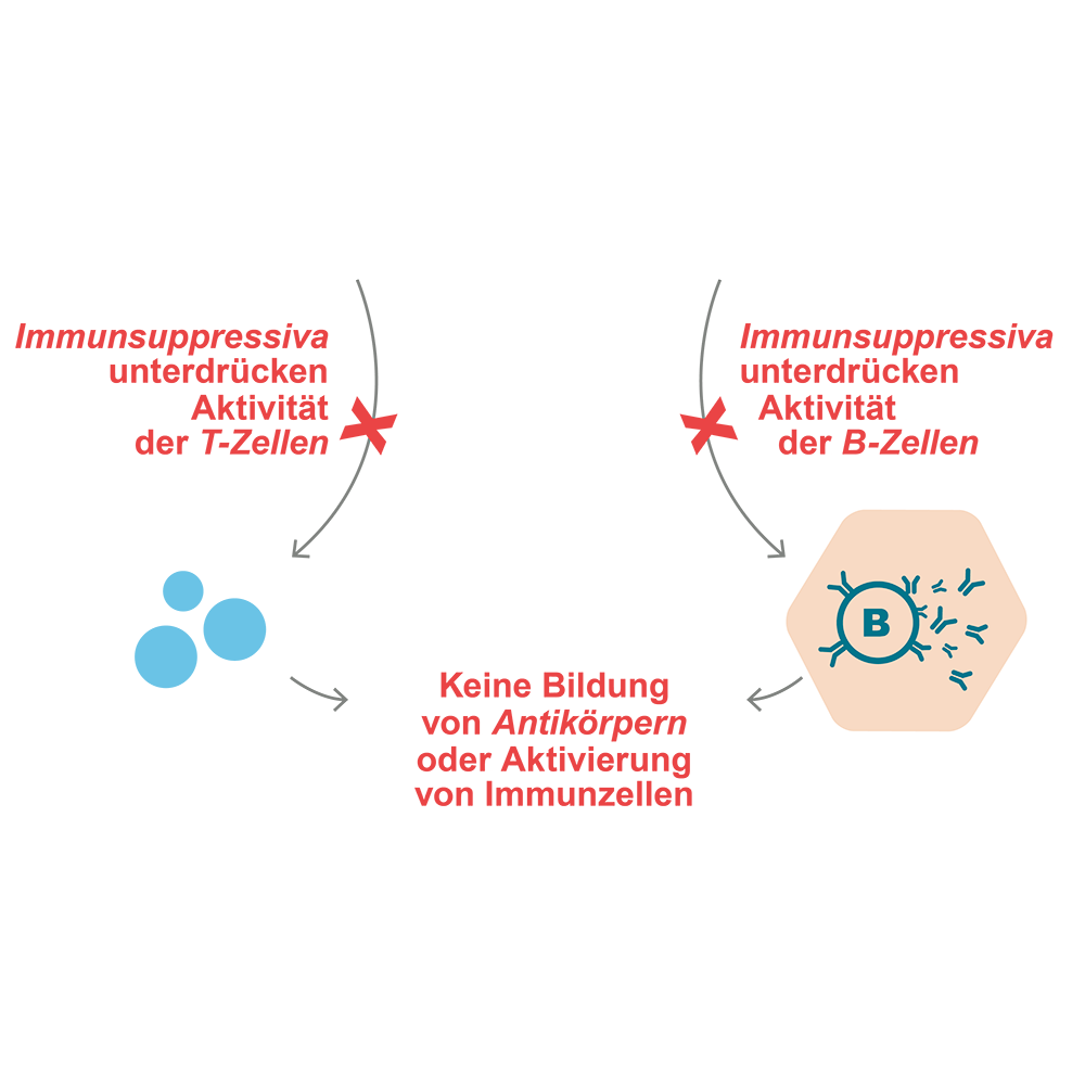 Transplant-Wissen > Medical > Wie funktioniert immunsuppressive Therapie