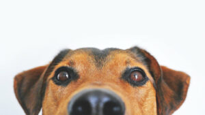 Nahaufnahme von einem Hund, der in die Kamera guckt.