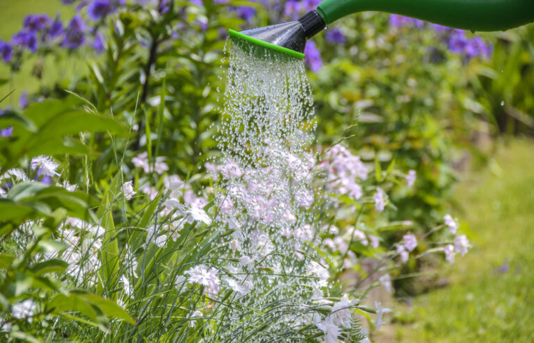 Transplant-Wissen > News > Pflanzen werden gegossen > Gartenarbeit