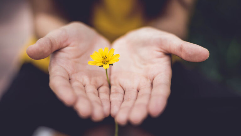 Zwischen zwei Händen steckt eine Blume mit gelber Blüte