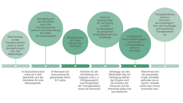 Ein Zeitstrahl veranschaulicht den Ablauf von der Aufnahme auf die Warteliste bis zur Transplantation eines Spenderorgans. Unter dem Zeitstrahl finden sich Zusatzinformationen mit Zahlen und Fakten zur Warteliste, zum Beispiel zur Wartezeit auf eine Nierentransplantation.