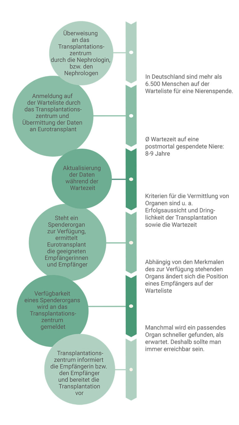 Ein Zeitstrahl veranschaulicht den Ablauf von der Aufnahme auf die Warteliste bis zur Transplantation eines Spenderorgans. Unter dem Zeitstrahl finden sich Zusatzinformationen mit Zahlen und Fakten zur Warteliste, zum Beispiel zur Wartezeit auf eine Nierentransplantation.