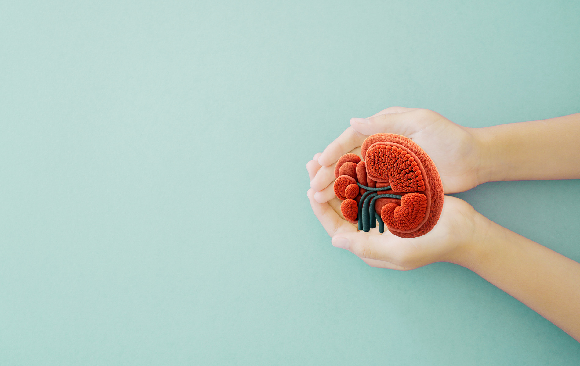 In den Handflächen von zwei übereinander liegenden Händen liegt das Modell einer Niere
