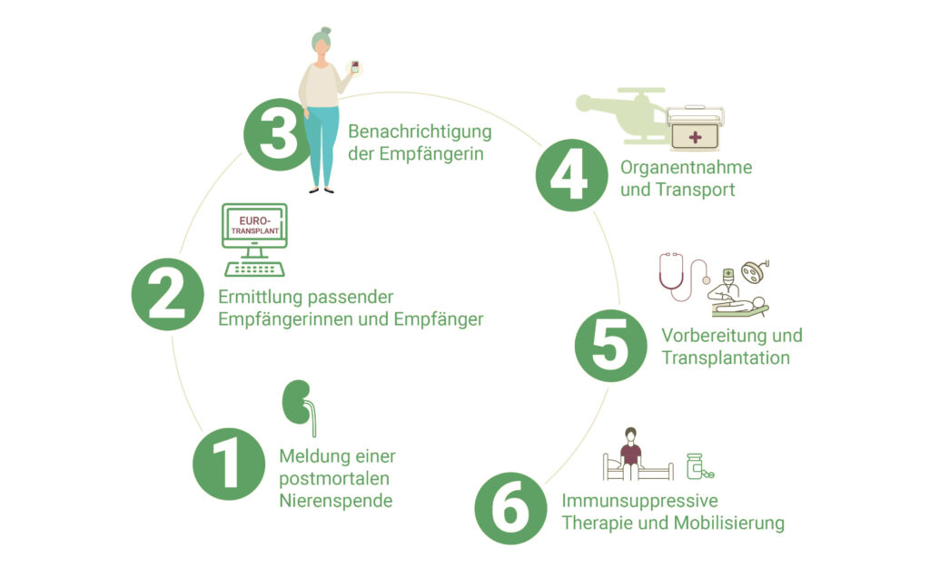 Eine Übersichtsgrafik veranschaulicht die Abläufe von der Meldung eines Spenders bzw. einer Spenderin bis nach der Nierentransplantation in sechs Schritten.