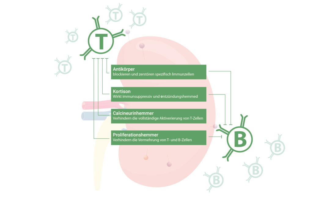 Infografik, die zeigt, welche immunsuppressiven Medikamente die Aktivität von T-Zellen bzw. B-Zellen beeinflussen