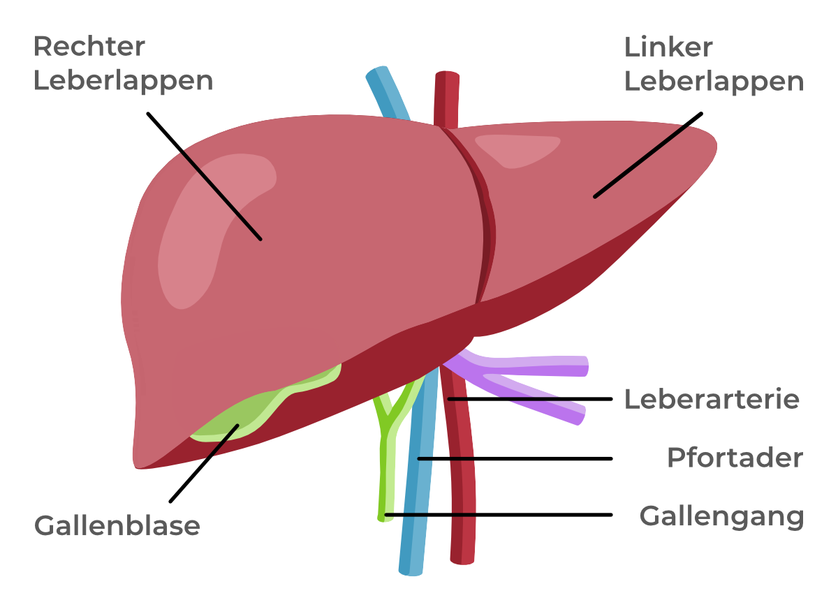 Anatomische Illustration der Leber mit Beschriftungen: rechter und linker Leberlappen, Gallenblase, Leberarterie, Pfortader und Gallengang.