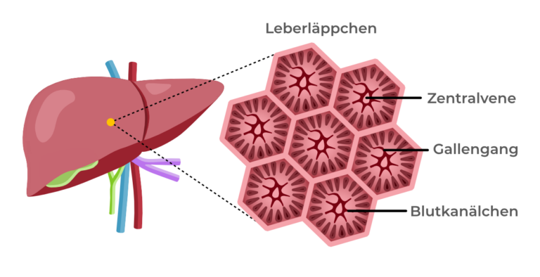 Illustration der Leber mit einer vergrößerten Darstellung der Leberläppchen, beschriftet mit Zentralvene, Gallengang und Blutkanälche