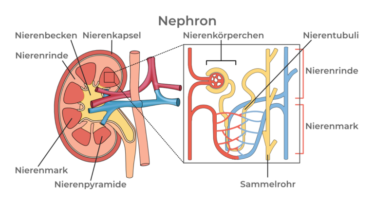Anatomische Illustration eines Nephrons mit beschrifteten Strukturen: Nierenbecken, Nierenkapsel, Nierenrinde, Nierenmark, Nierenpyramide, Nierenkörperchen, Nierentubuli und Sammelrohr.