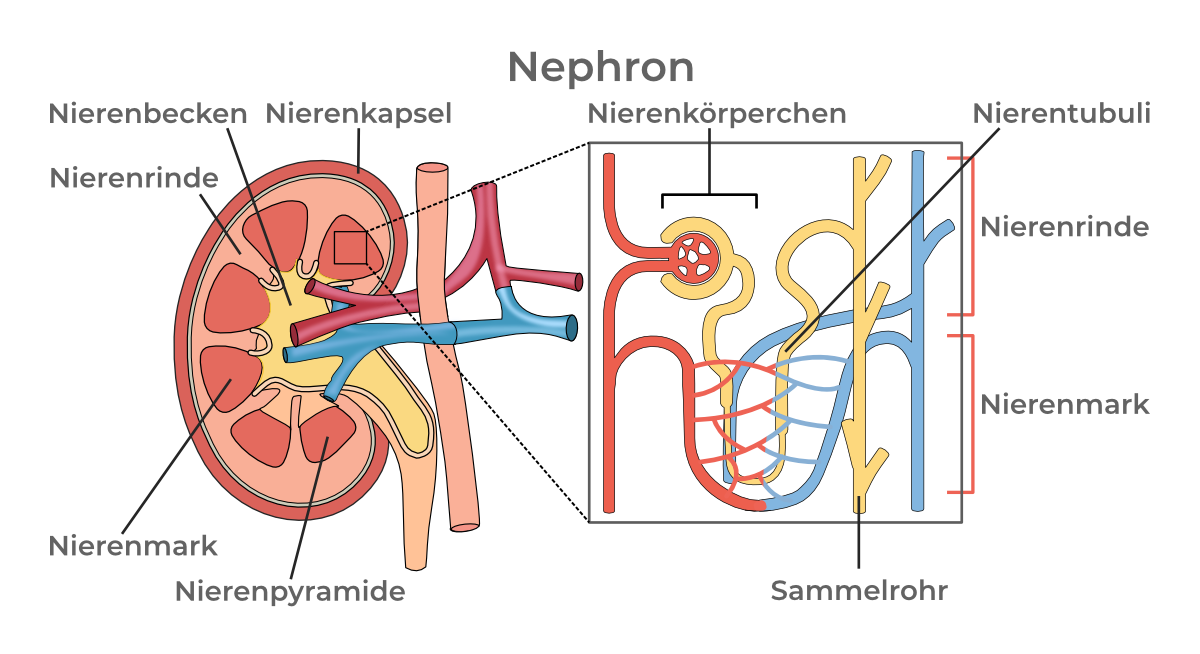 Anatomische Illustration eines Nephrons mit beschrifteten Strukturen: Nierenbecken, Nierenkapsel, Nierenrinde, Nierenmark, Nierenpyramide, Nierenkörperchen, Nierentubuli und Sammelrohr.
