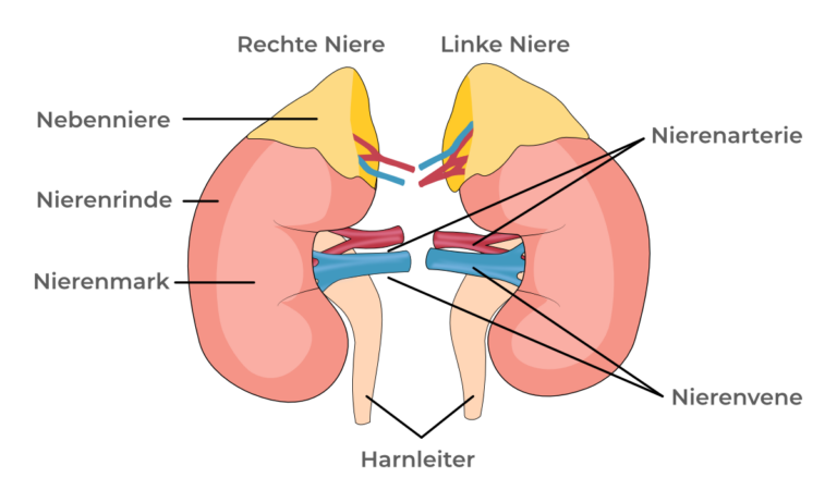 Anatomische Illustration der rechten und linken Niere mit Beschriftungen: Nebenniere, Nierenrinde, Nierenmark, Nierenarterie, Nierenvene und Harnleiter.