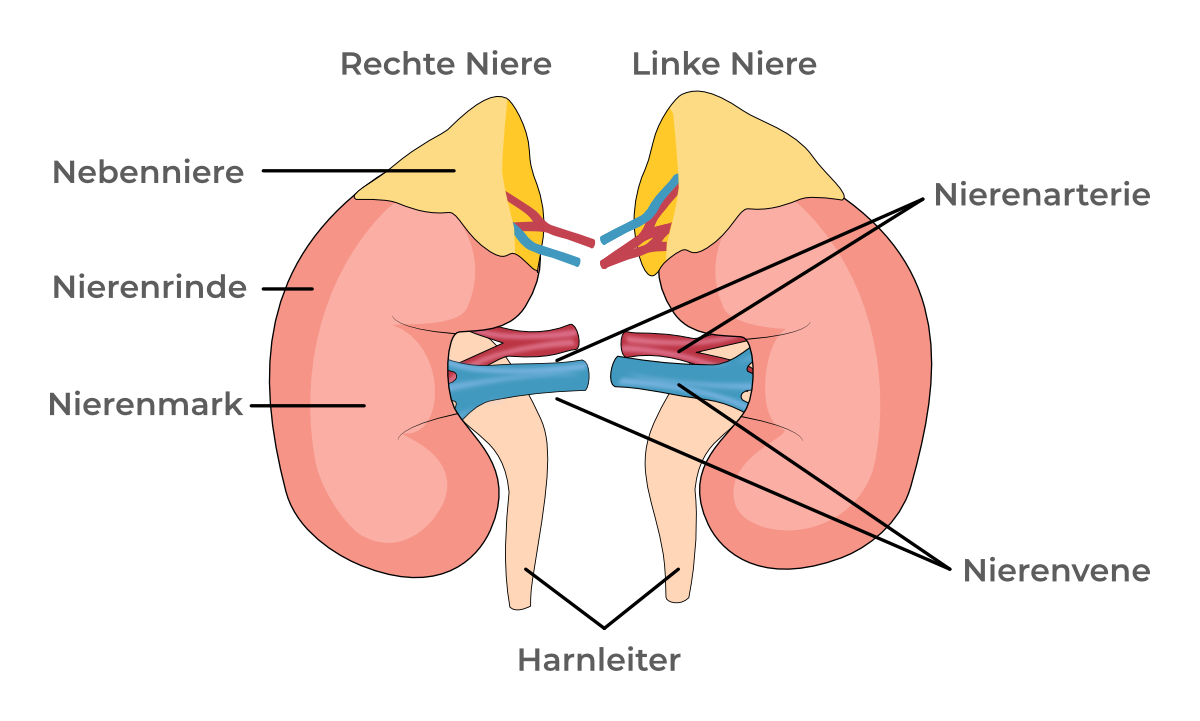 Anatomische Illustration der rechten und linken Niere mit Beschriftungen: Nebenniere, Nierenrinde, Nierenmark, Nierenarterie, Nierenvene und Harnleiter.