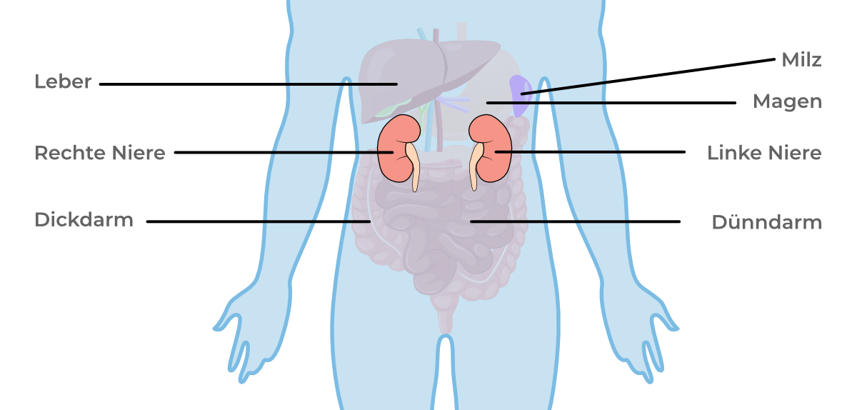 Illustration eines menschlichen Körpers mit der Lage der Organe im Bauchraum, beschriftet mit rechter und linker Niere, Leber, Milz, Magen, Dünn- und Dickdarm.